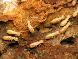 Termites eat wood in a home in Medina Ohio